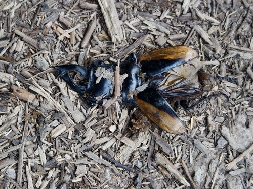 Odontolabis cuvera fallaciosa