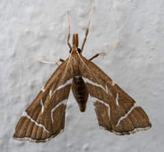 Panotima angularis