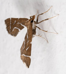 Panotima angularis