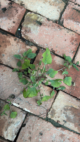 green amaranth