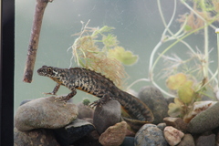Balkan Crested Newt photo 3
