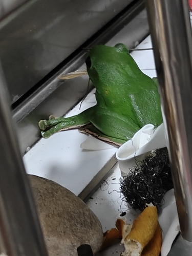Chinese Flying Frog
