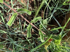 Raphionacme procumbens