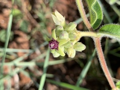 Raphionacme procumbens