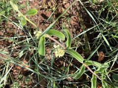 Raphionacme procumbens