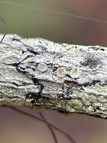 Lecanora miculata, 2025-09-30