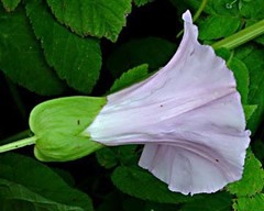Calystegia × pulchra