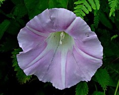 Calystegia × pulchra
