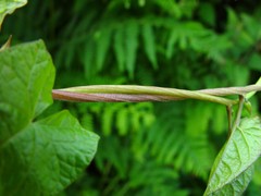Calystegia × pulchra