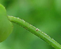 Calystegia × pulchra