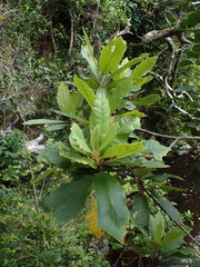 Brachylaena glabra