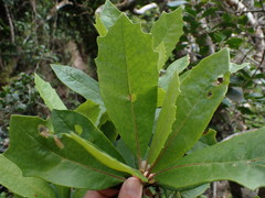 Brachylaena glabra