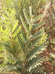 Astragalus propinquus