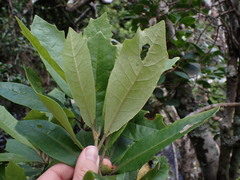 Brachylaena glabra