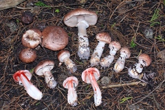 Agaricus fuscofibrillosus
