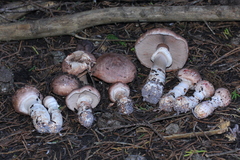 Agaricus fuscofibrillosus