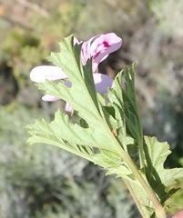 Pelargonium pseudoglutinosum, photograph (c) Nicola van Berkel, some rights reserved (CC BY-SA)