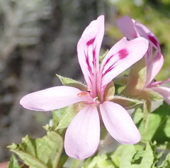 Pelargonium pseudoglutinosum, photograph (c) Nicola van Berkel, some rights reserved (CC BY-SA)
