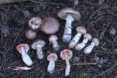 Agaricus fuscofibrillosus