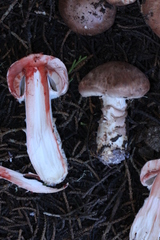 Agaricus fuscofibrillosus