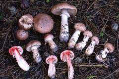 Agaricus fuscofibrillosus