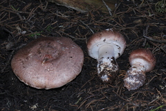 Agaricus fuscofibrillosus