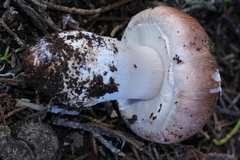 Agaricus fuscofibrillosus