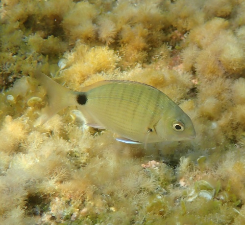 Diplodus sargus