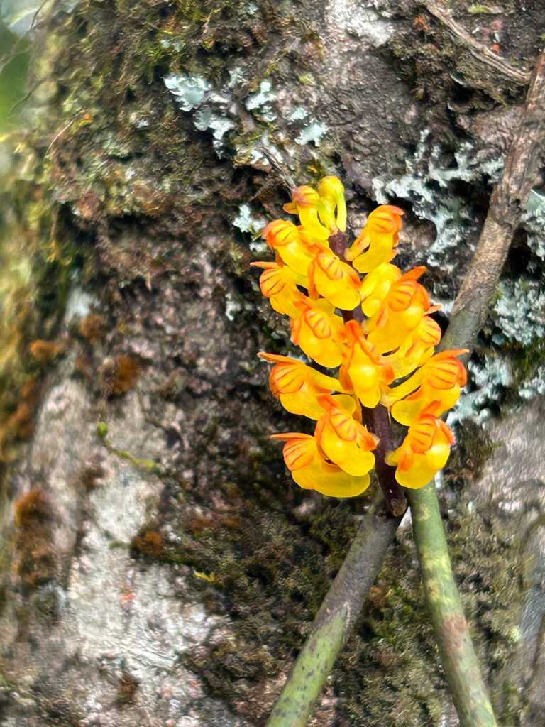 Cleisostomopsis filiformis
