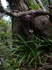 Tulbaghia maritima