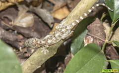 Gekko chinensis