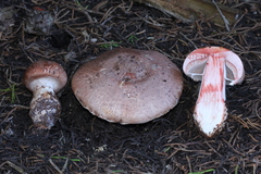 Agaricus fuscofibrillosus