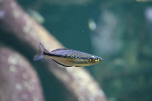 Klasio Rainbowfish