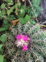 Melocactus curvispinus