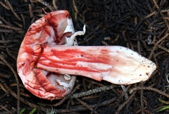 Agaricus fuscofibrillosus