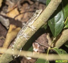 Gekko chinensis