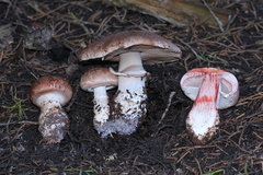 Agaricus fuscofibrillosus