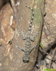 Gekko chinensis