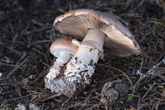 Agaricus fuscofibrillosus