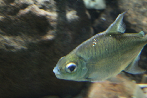 Sheep pacu (Acnodon normani) — Serrasalmidae — 4