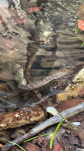 Arafura File Snake sighting