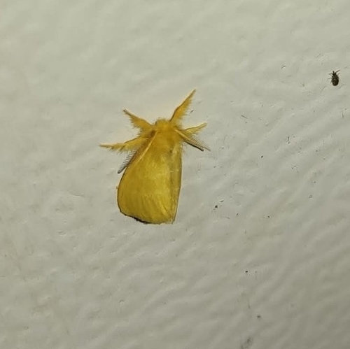 Euproctis chrysophaea