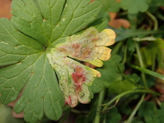 Agromyza nigrescens