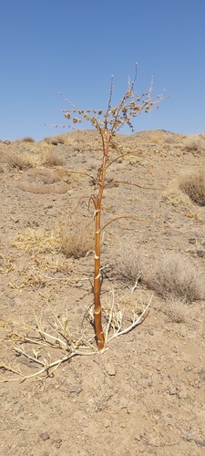 Ferula alliacea