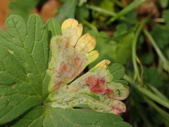 Agromyza nigrescens