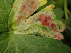 Agromyza nigrescens