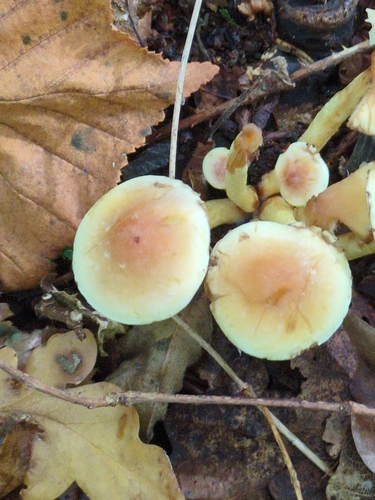 Grünblättriger Schwefelkopf