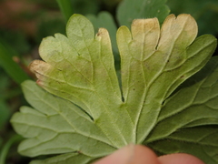 Agromyza nigrescens