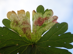 Agromyza nigrescens