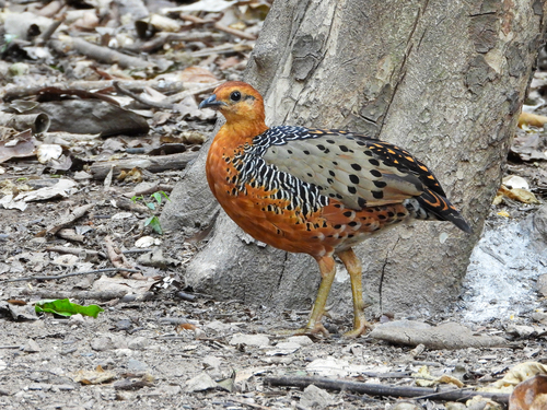 Ferruginous Partridge (Caloperdix oculeus), photo 4